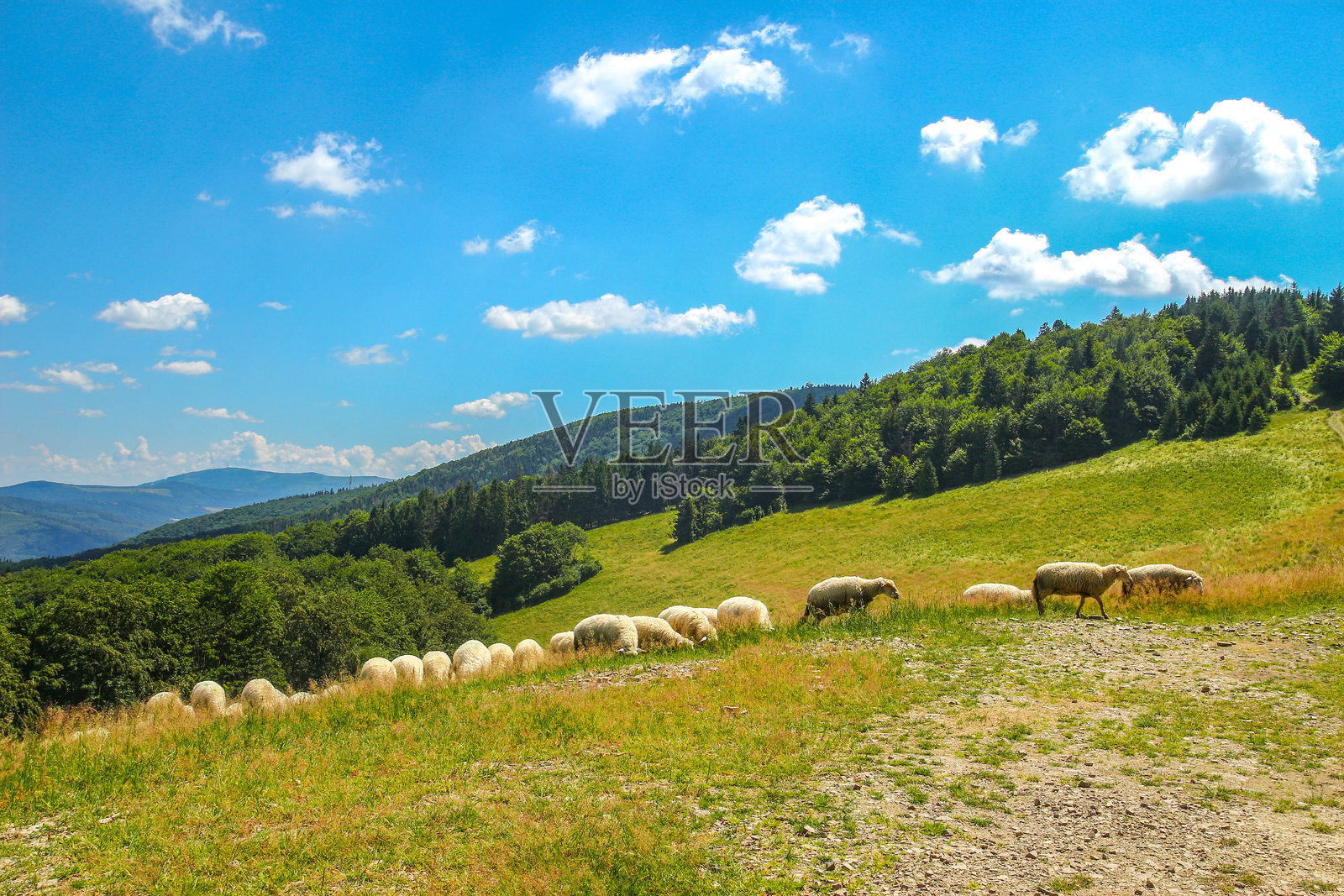羊群穿过山间小径照片摄影图片