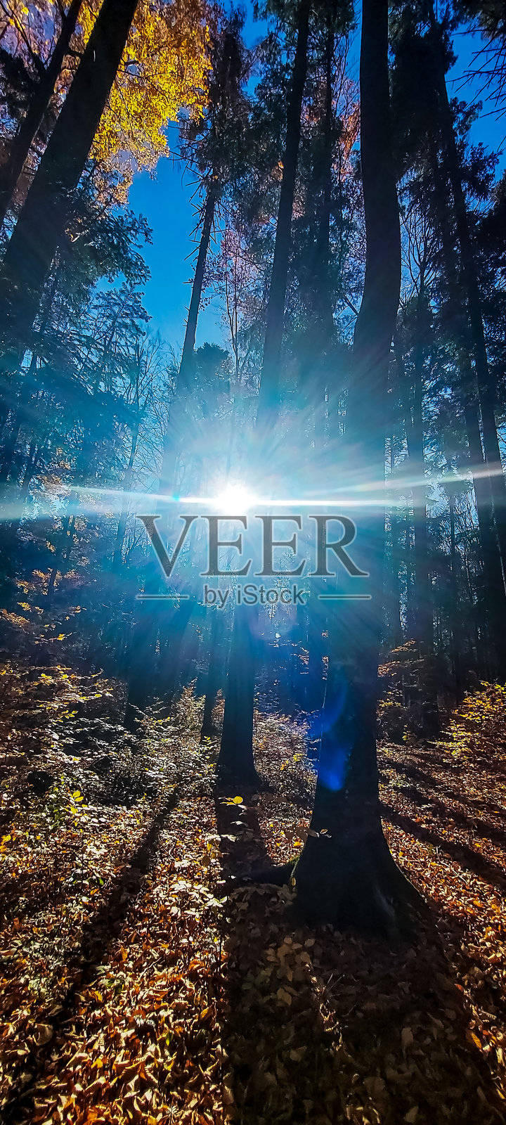 风景 - 森林 - 欧洲，罗马尼亚，苏恰瓦地区照片摄影图片