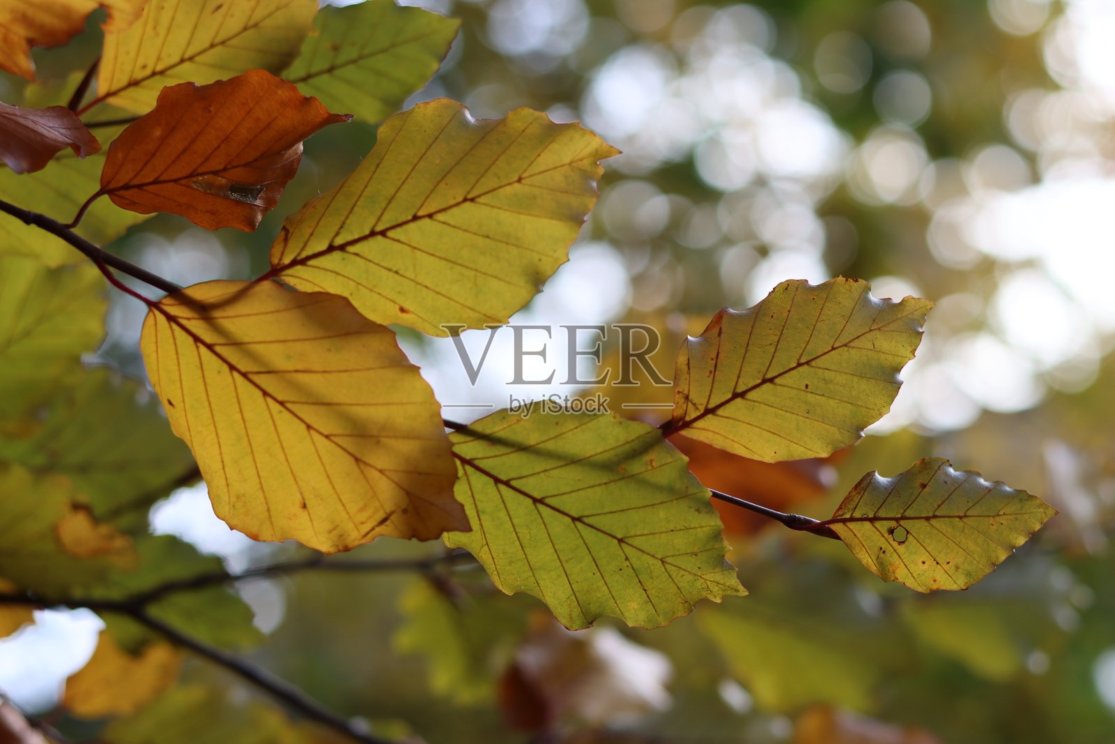 秋天树上的山毛榉叶照片摄影图片