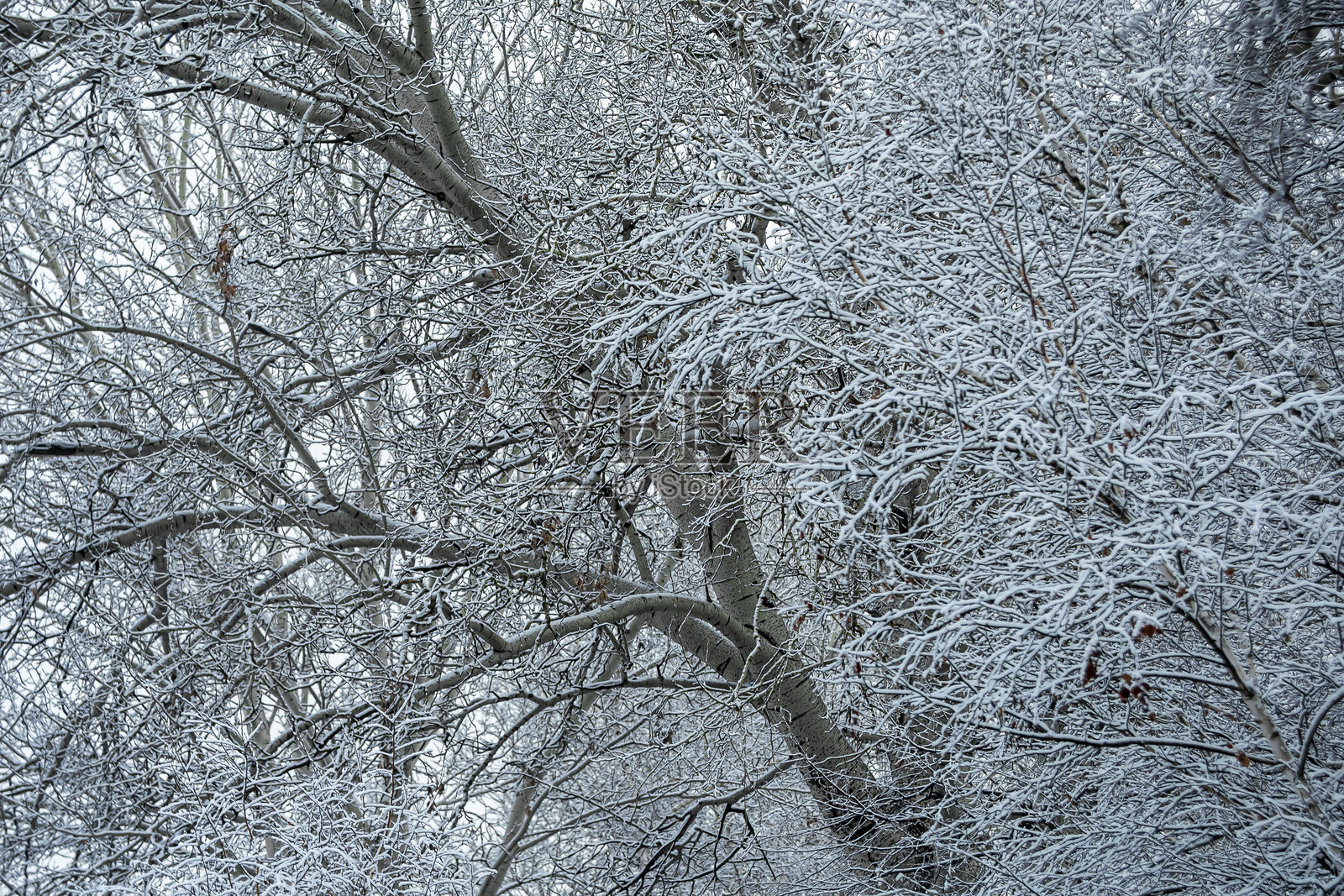被雪覆盖的树木。照片摄影图片