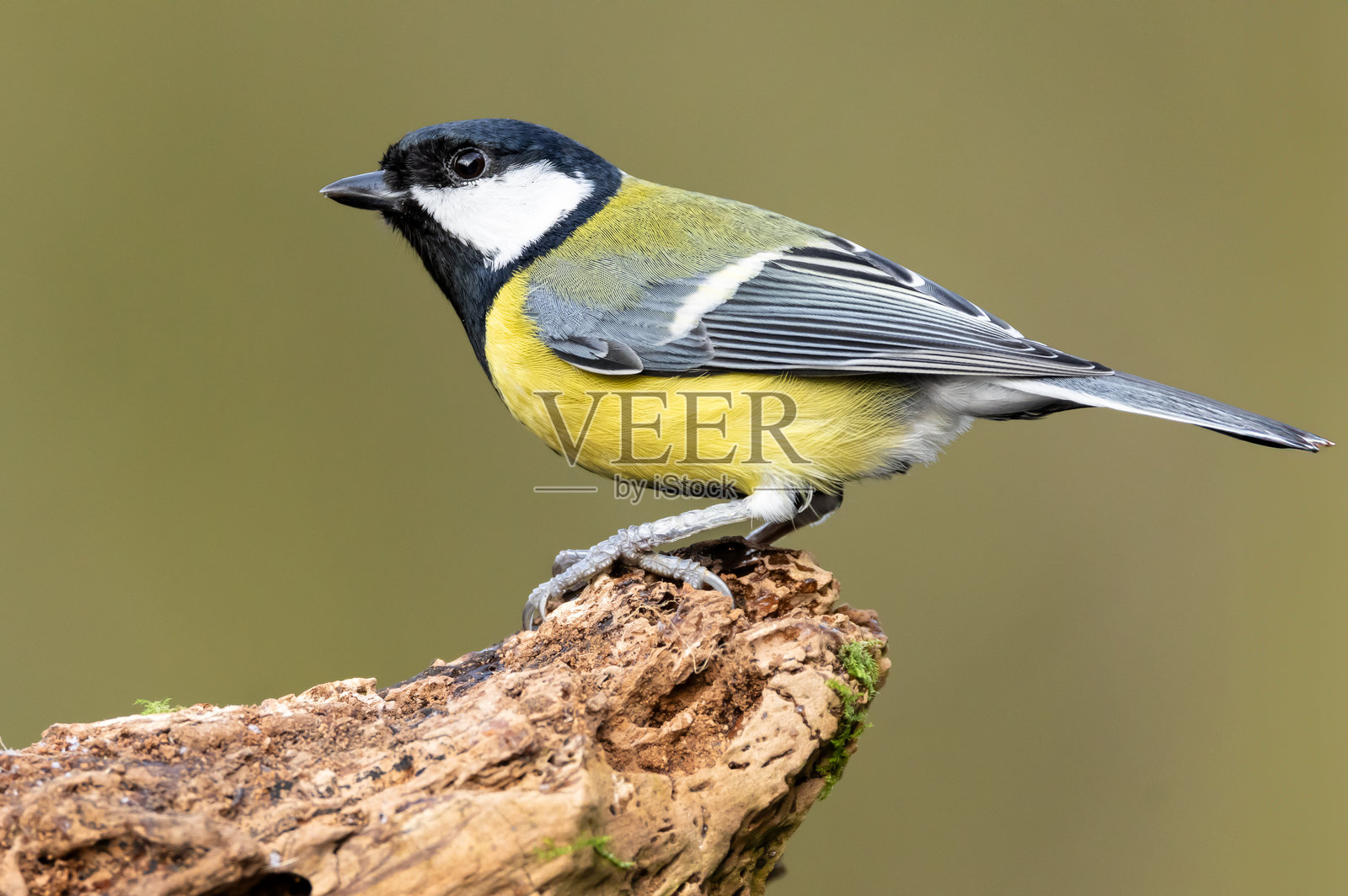 大山雀，学名：Parus major。冬季时在一根扭曲的原木上，侧身特写的大山雀，警觉地抬起头。照片摄影图片