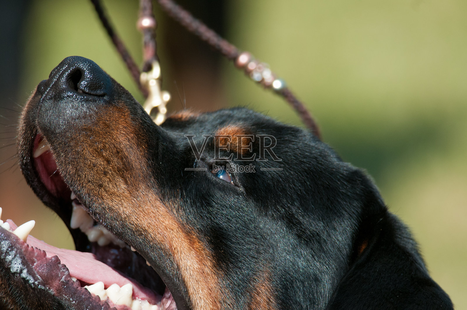 罗威纳犬面部特写照片摄影图片