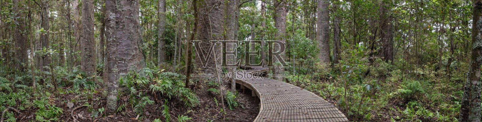 新西兰古树森林中的木栈道照片摄影图片