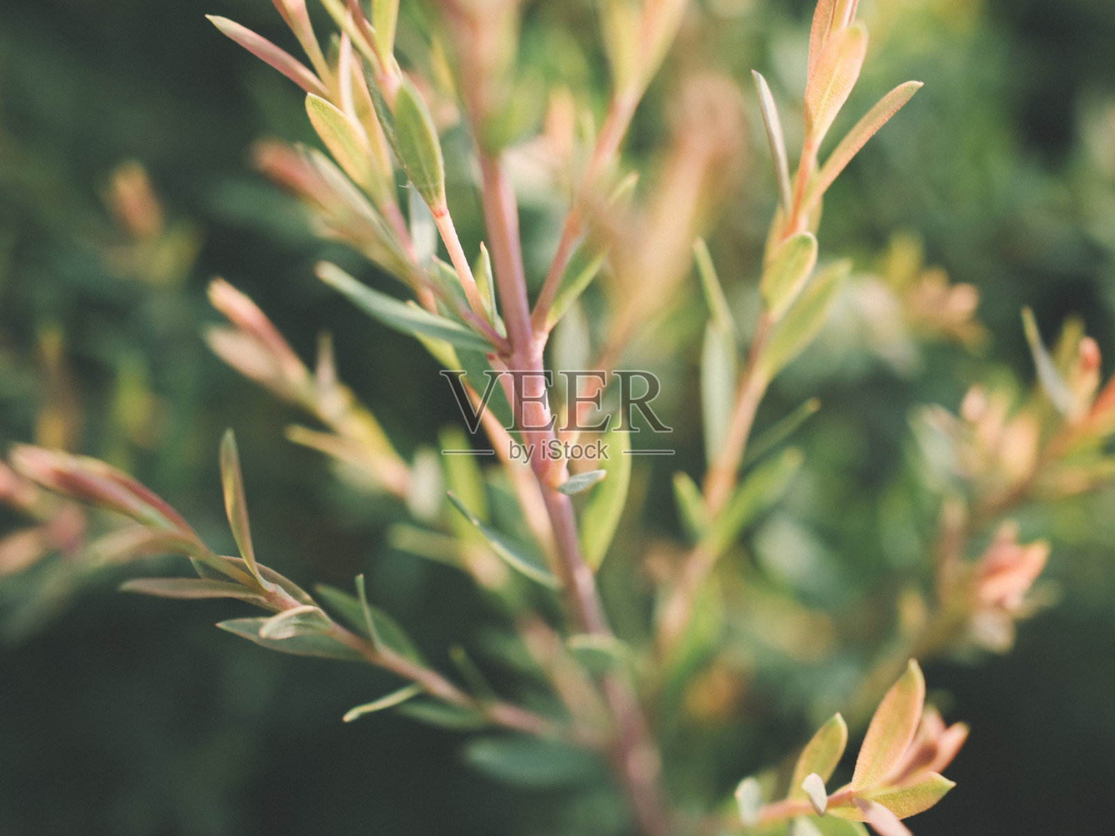 美丽的自然照片摄影图片