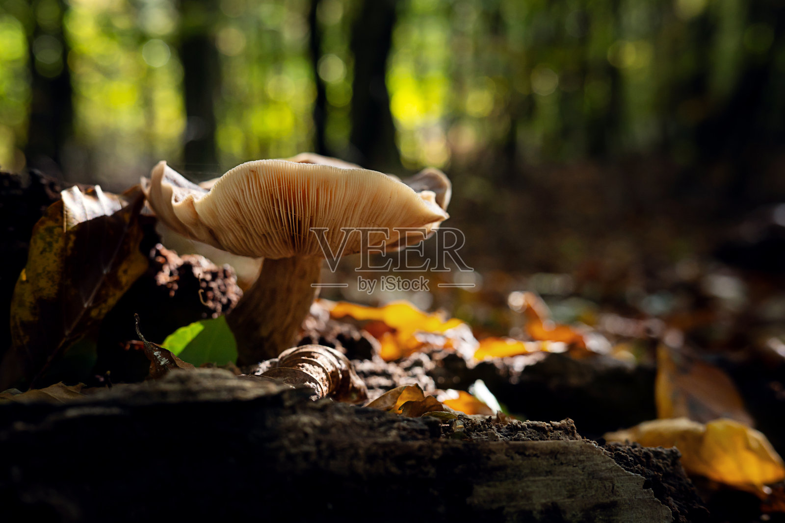 秋天森林中高高耸立的蘑菇，周围是落叶。照片摄影图片