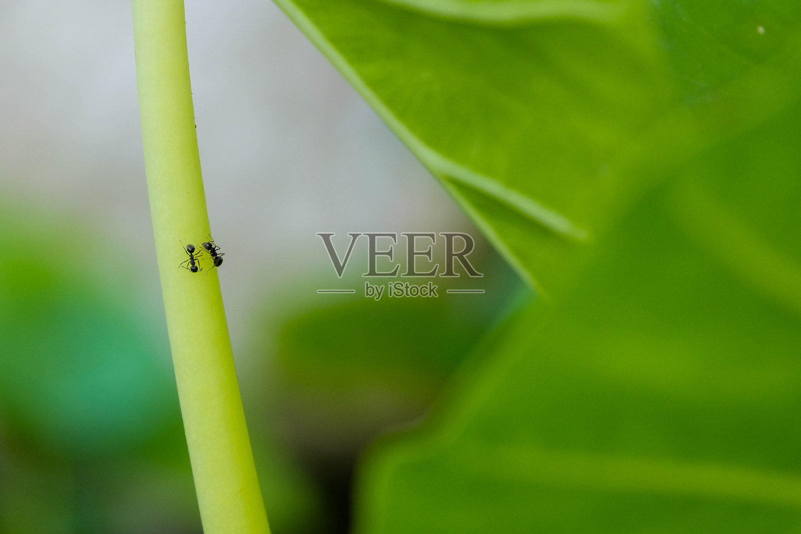 隐藏的图像照片摄影图片