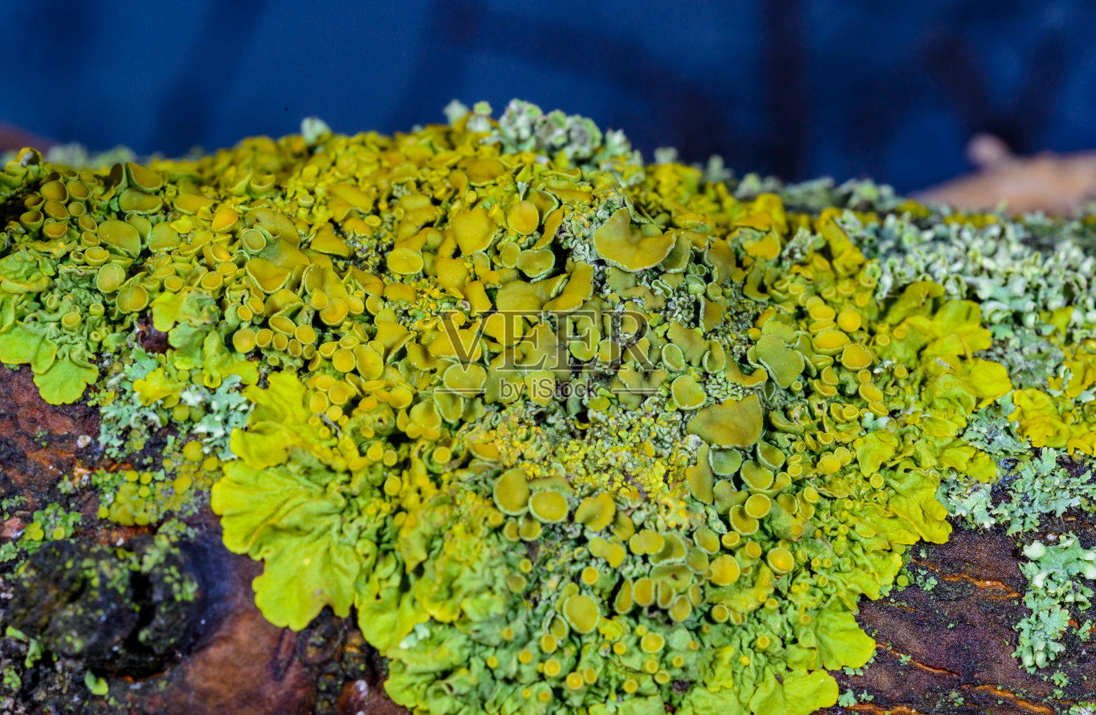黄绿色的生长繁茂的壁藓（Xanthoria parietina）生长在一棵老树的树干上，敖德萨照片摄影图片
