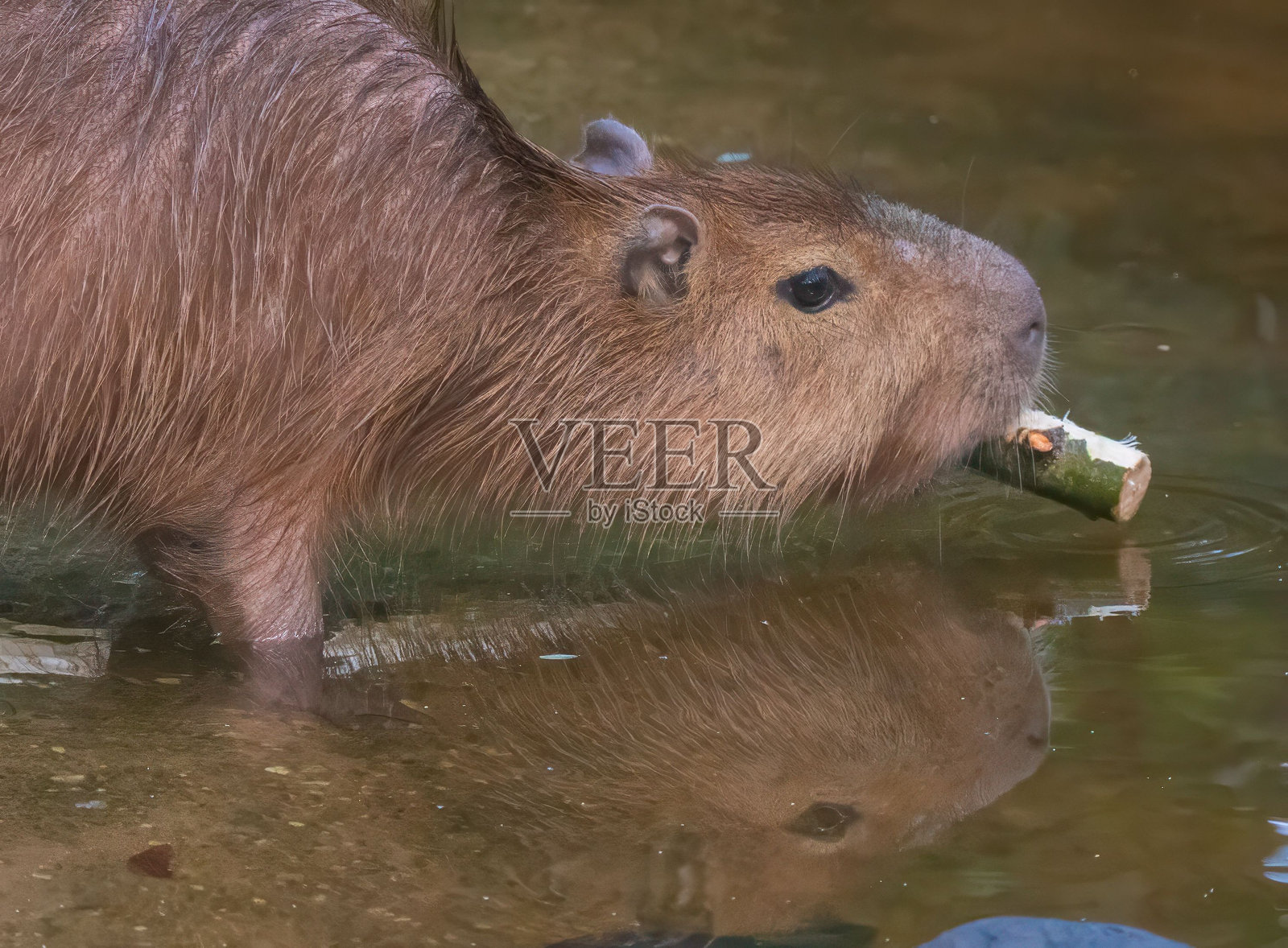 在浅水中叼着树枝的水豚，水面上倒映着它的身影照片摄影图片