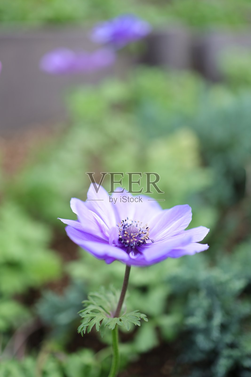 模糊背景中的海葵照片摄影图片