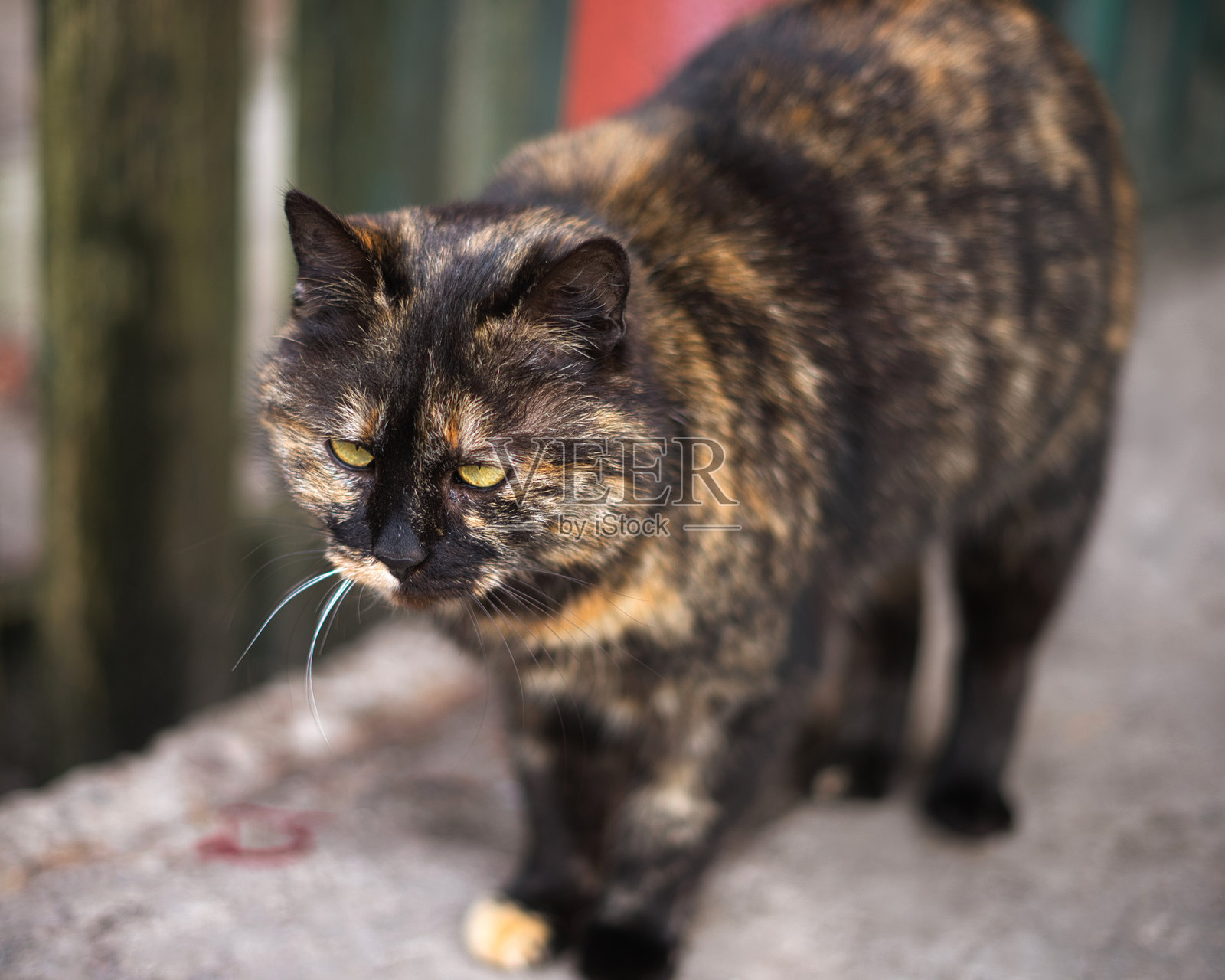 一只纯种猫在街上走。照片摄影图片