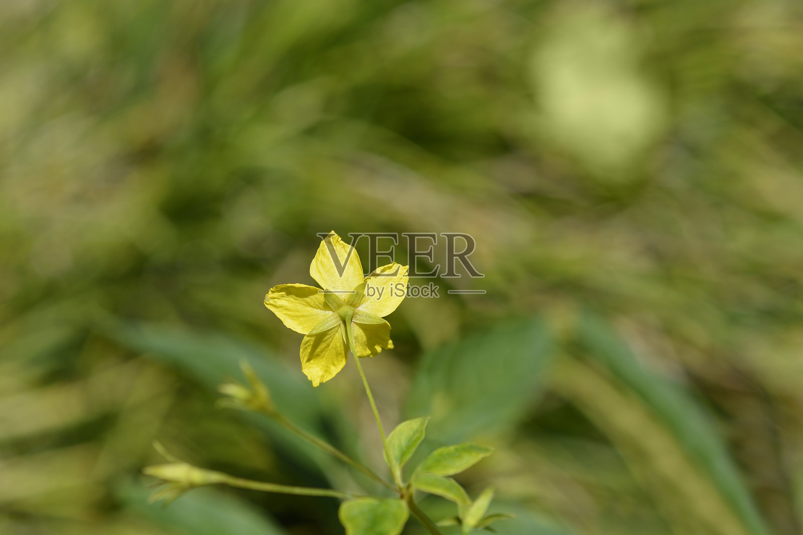 fringed loosestrife的翻译是“流苏花”。照片摄影图片