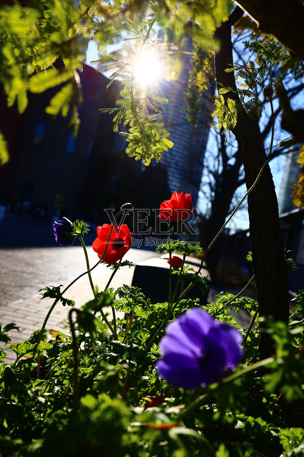 模糊背景中的海葵照片摄影图片