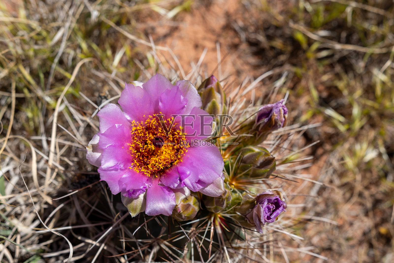 盛开的仙人掌照片摄影图片