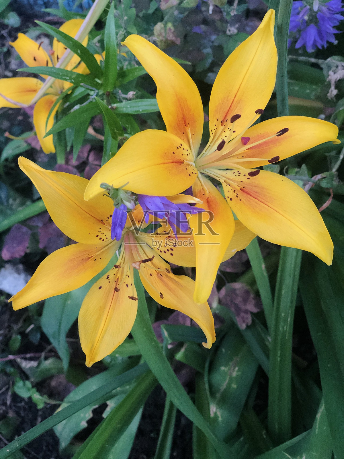 明亮的黄色百合。盛开的花朵与长长的绿色叶子。照片摄影图片