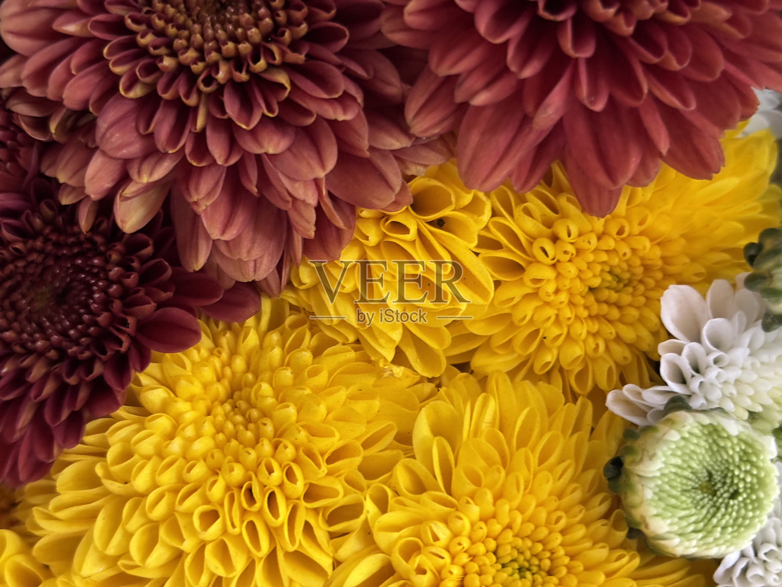 几朵色彩斑斓的花朵特写，尤其是菊花照片摄影图片