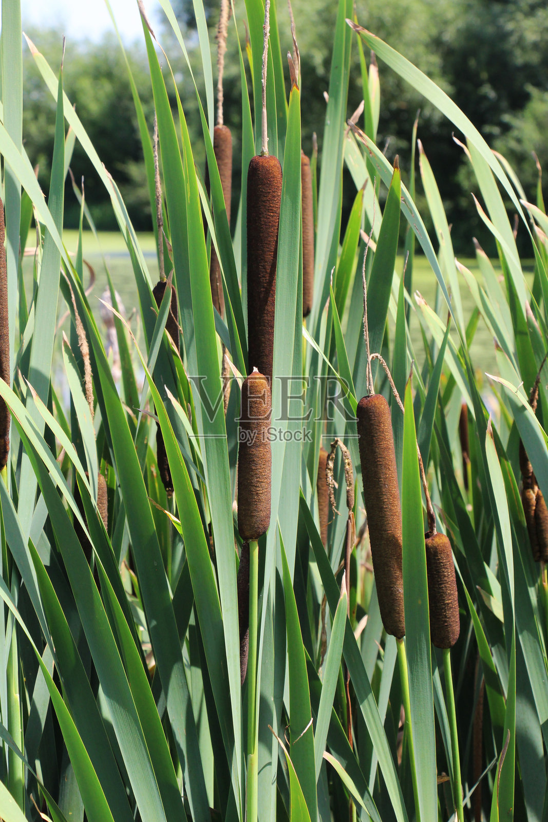 宽叶香蒲（Typha latifolia）生长在水库的岸边照片摄影图片