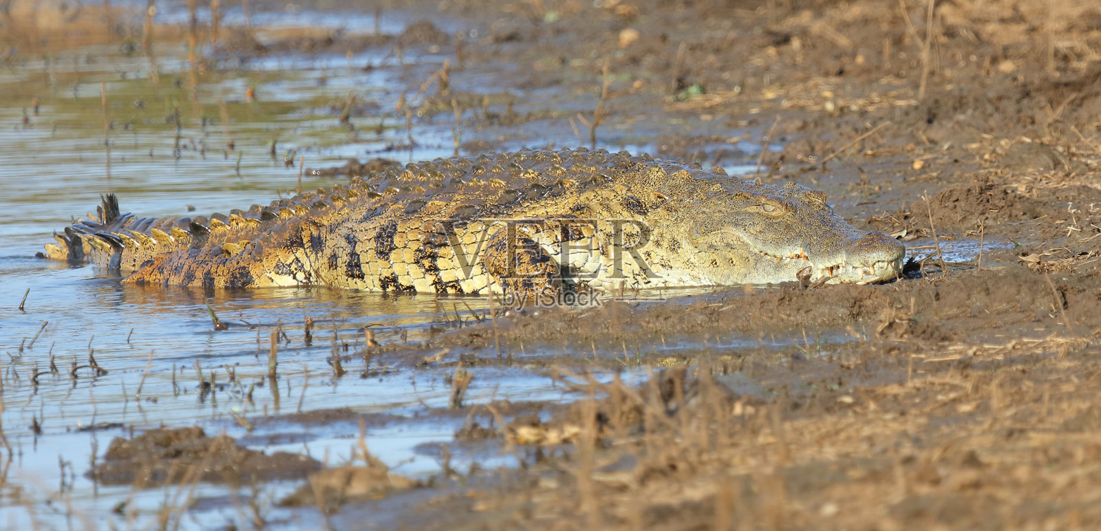 尼罗鳄 / 尼罗鳄鱼 / 尼罗鳄 (Crocodylus niloticus)照片摄影图片