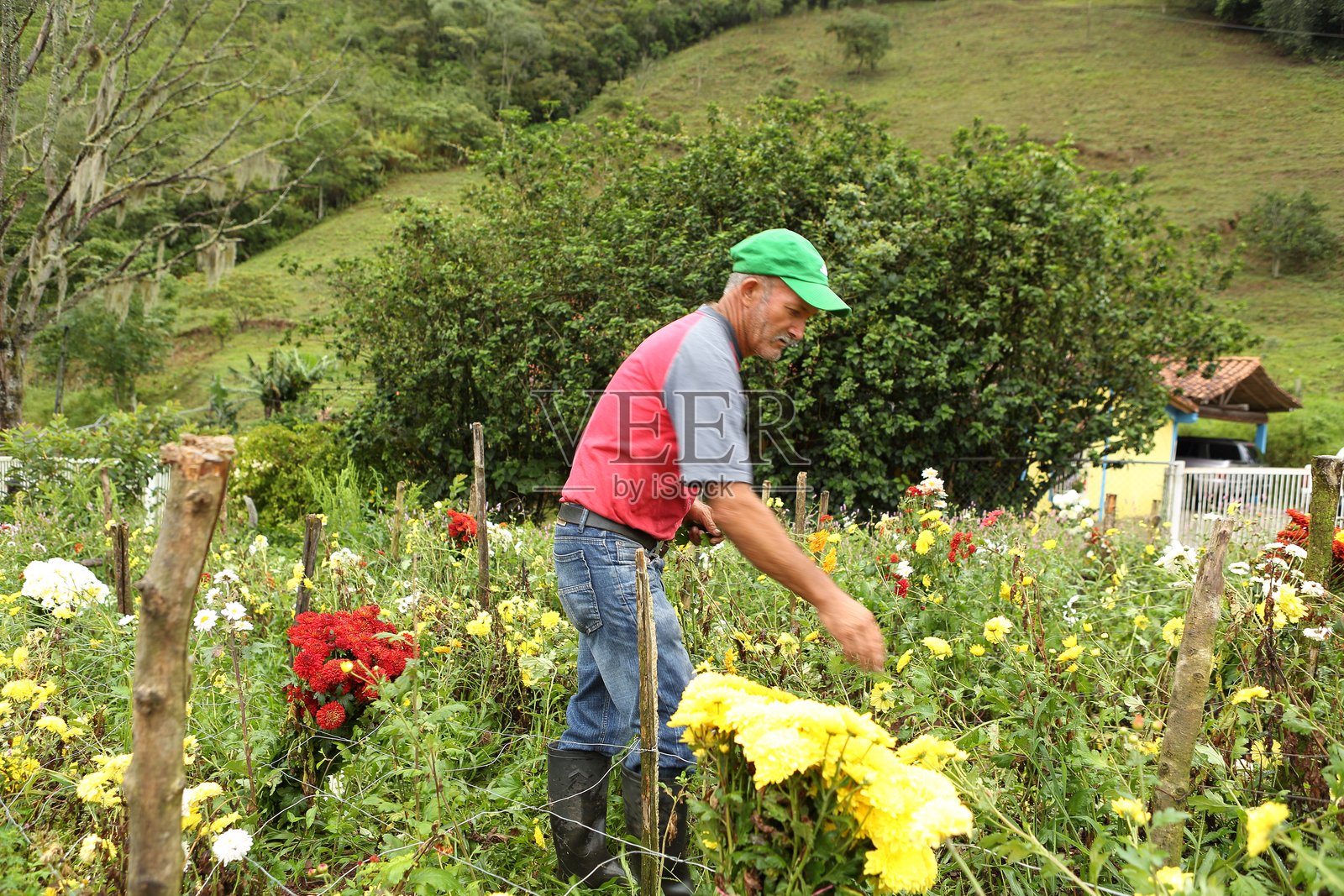 委内瑞拉安第斯山脉的花卉工人照片摄影图片