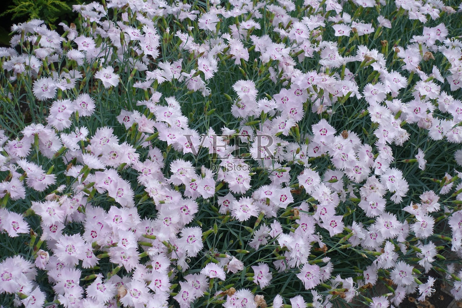 六月无数的粉色石竹花照片摄影图片