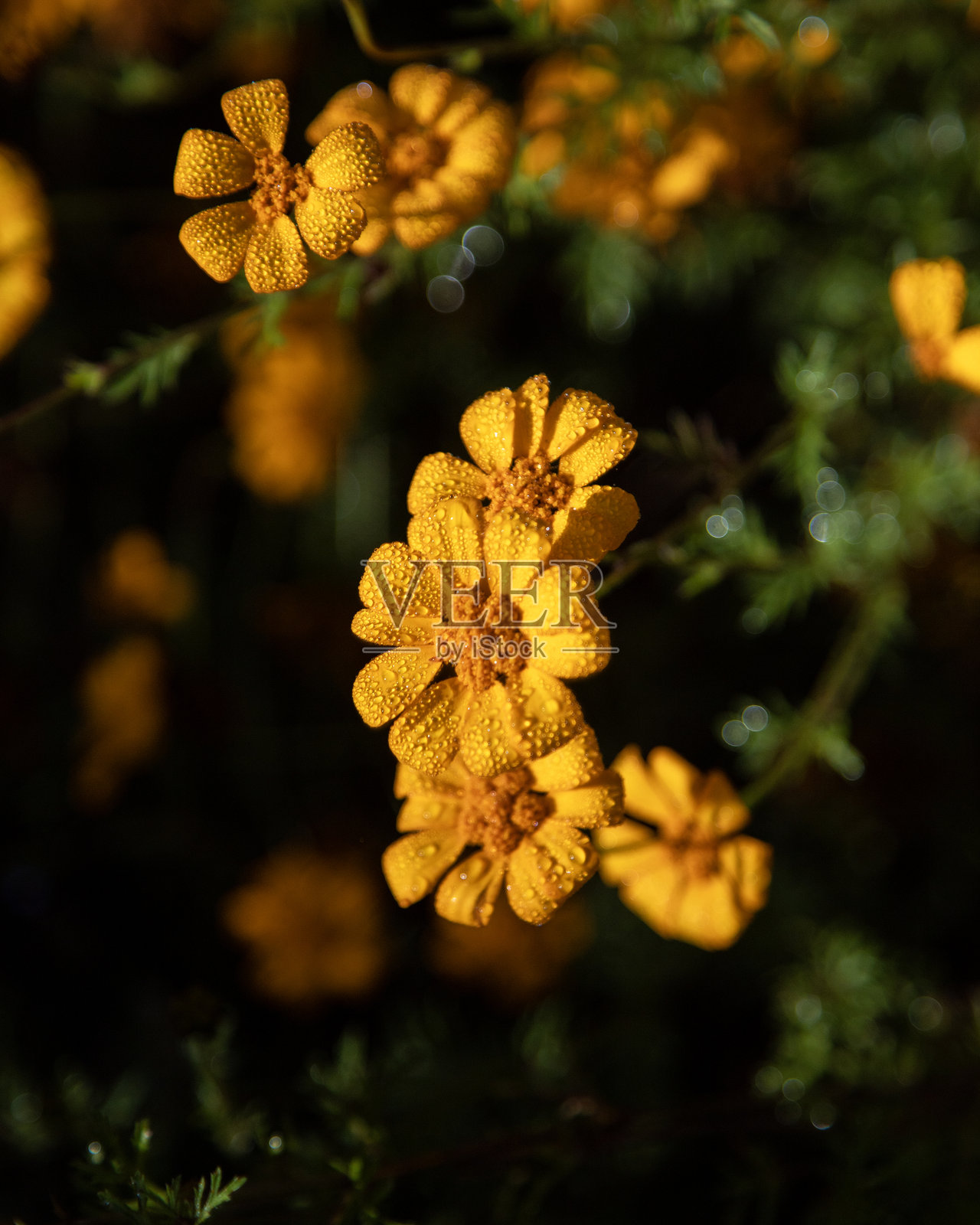 墨西哥特奥蒂特兰德瓦耶附近的瓦哈卡山区的黄花（Dyssodia decipiens）。照片摄影图片