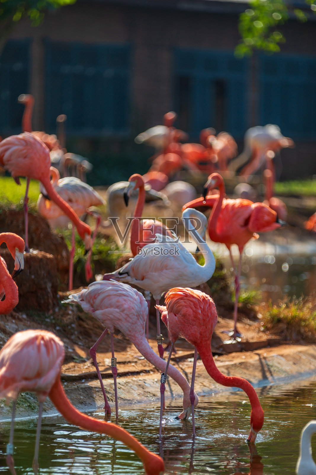 火烈鸟，R&F 红树林湾，澄迈，海南照片摄影图片