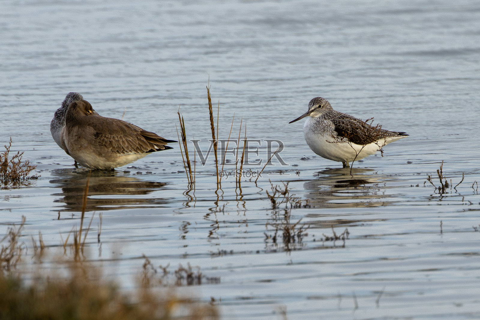 在爱尔兰都柏林的公牛岛上，绿鹭（Tringa nebularia）常见于湿地和海岸。照片摄影图片
