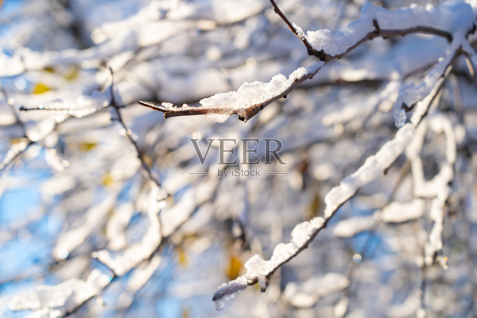 雪后冬季森林，阳光明媚，树木覆盖着雪。照片摄影图片