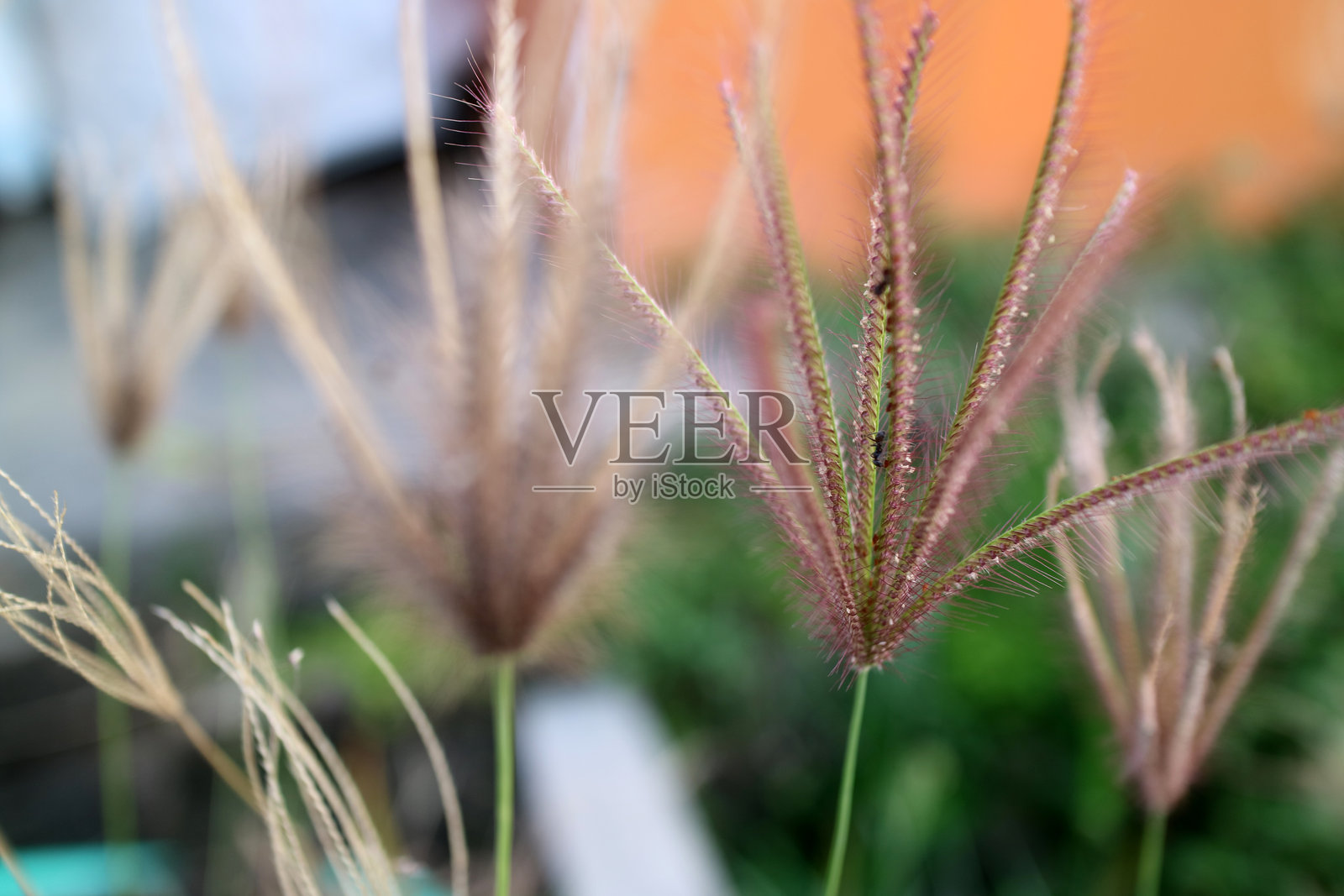 房子前面半干的草丛中的花朵照片摄影图片