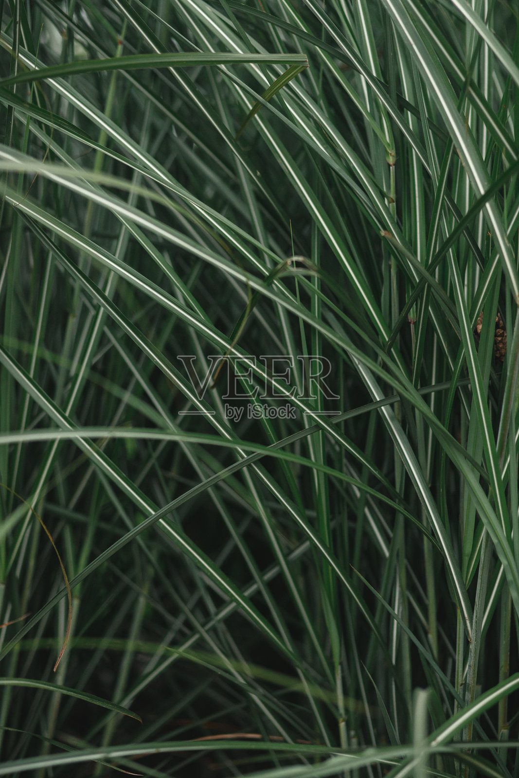 杂色草照片摄影图片