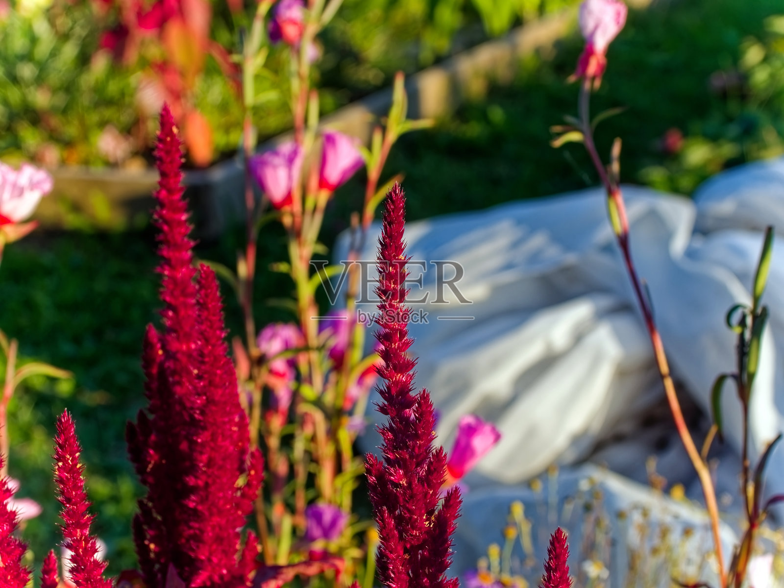 紫色花朵在花园中盛开照片摄影图片