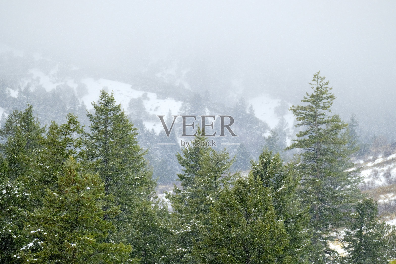 冬季天气中的雪暴，山坡上松树森林中的雪花照片摄影图片