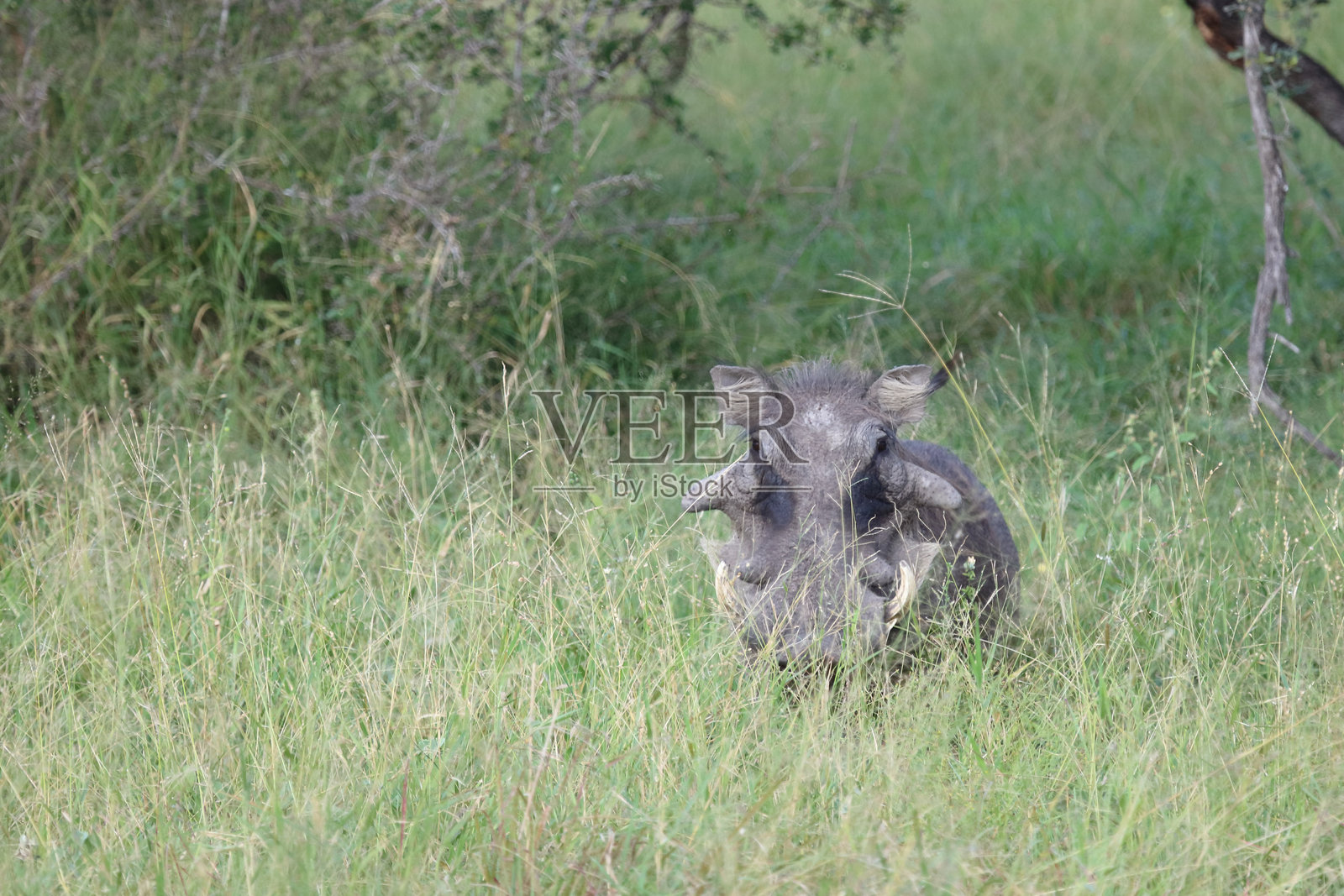 疣猪 / 疣猪 / 非洲疣猪照片摄影图片
