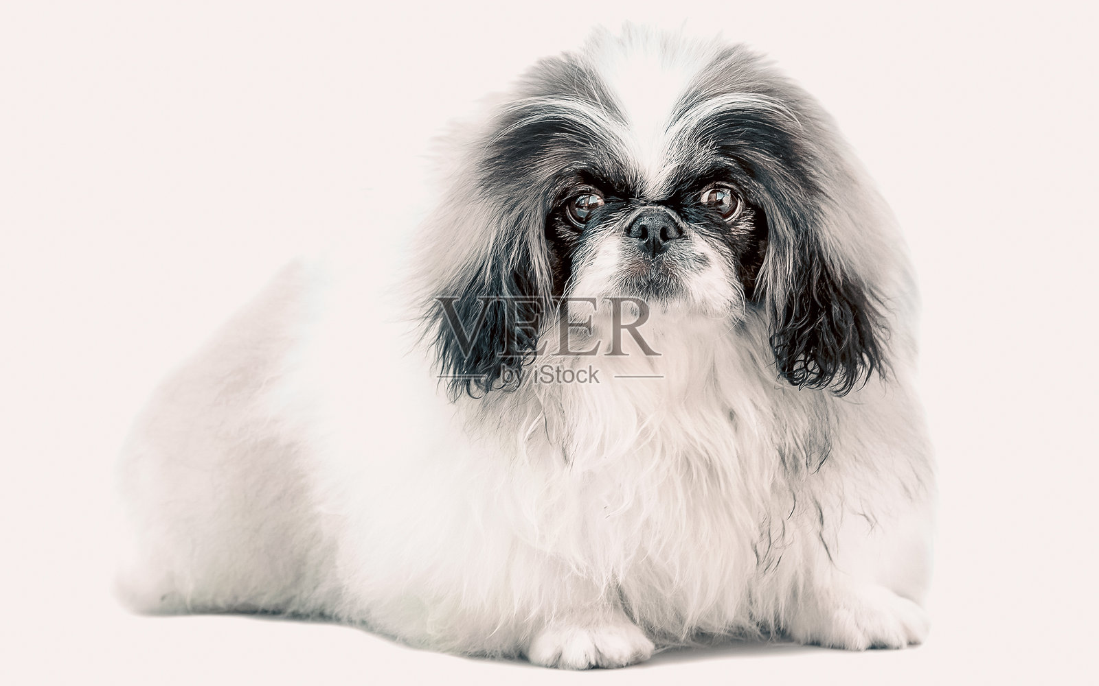 一只孤立在白色背景上的京巴犬照片摄影图片