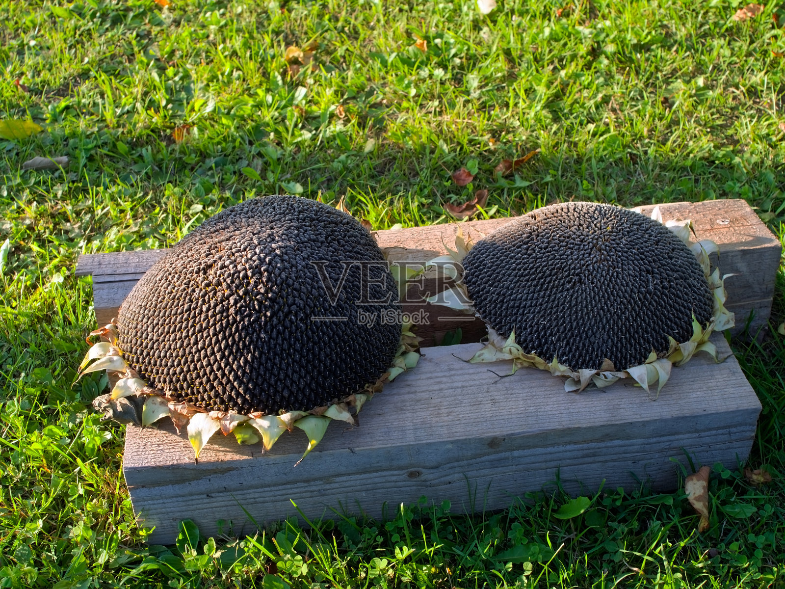 在一个村庄里，向日葵在阳光下晾干照片摄影图片