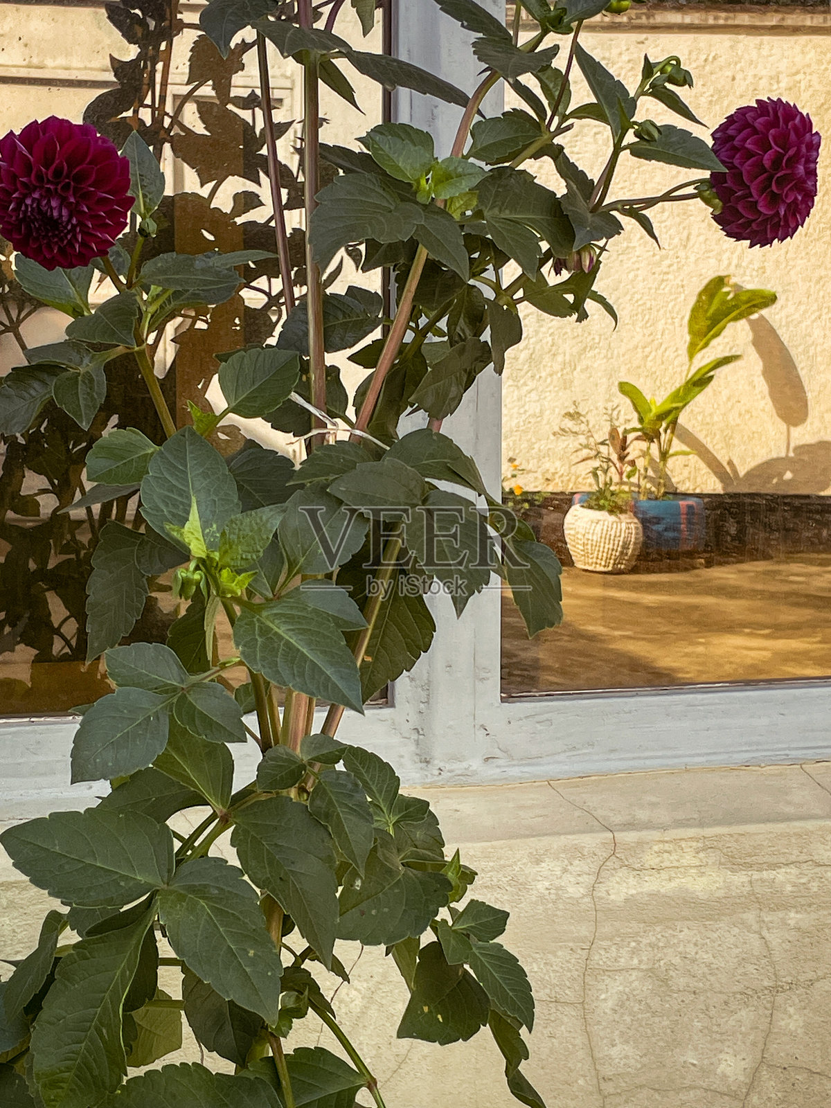 在花园里采摘棕大丽花照片摄影图片