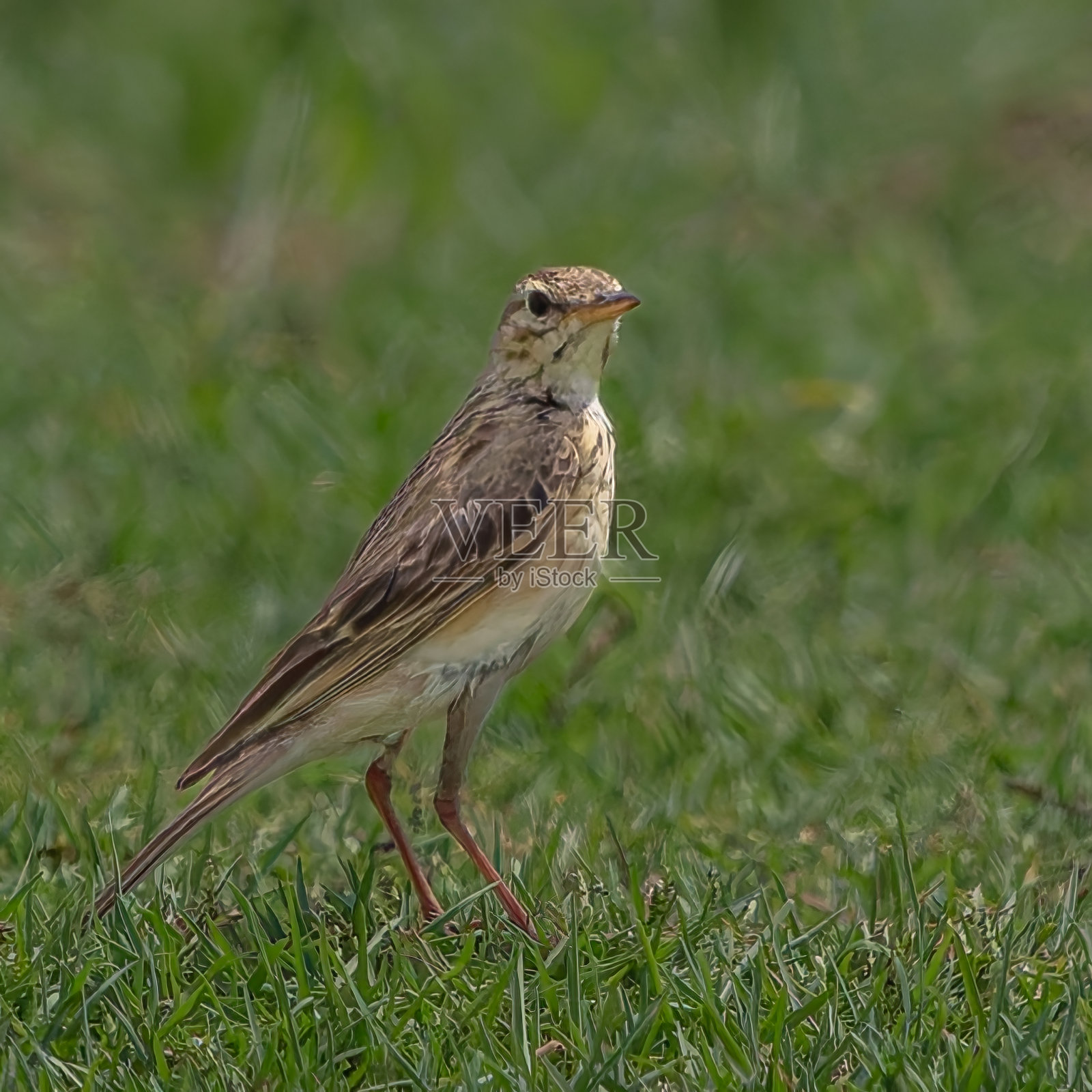 非洲草鹀在草丛中照片摄影图片