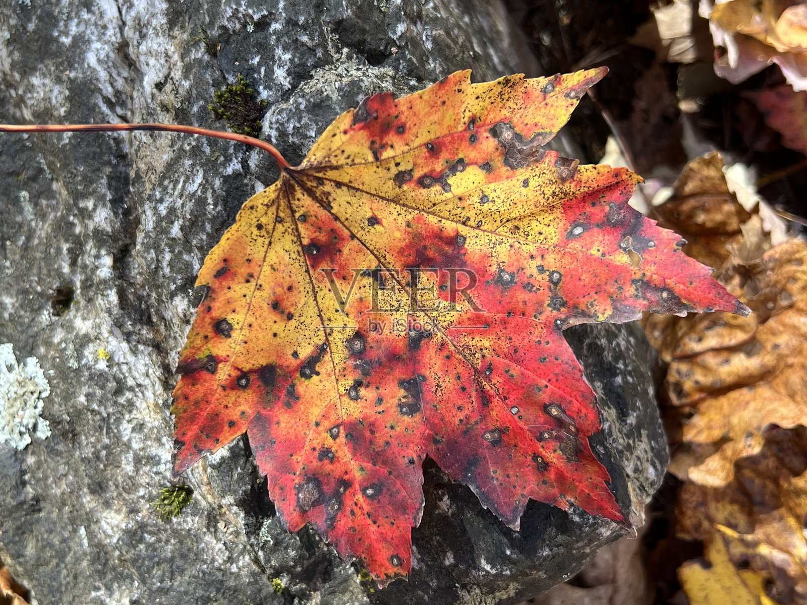 红枫照片摄影图片