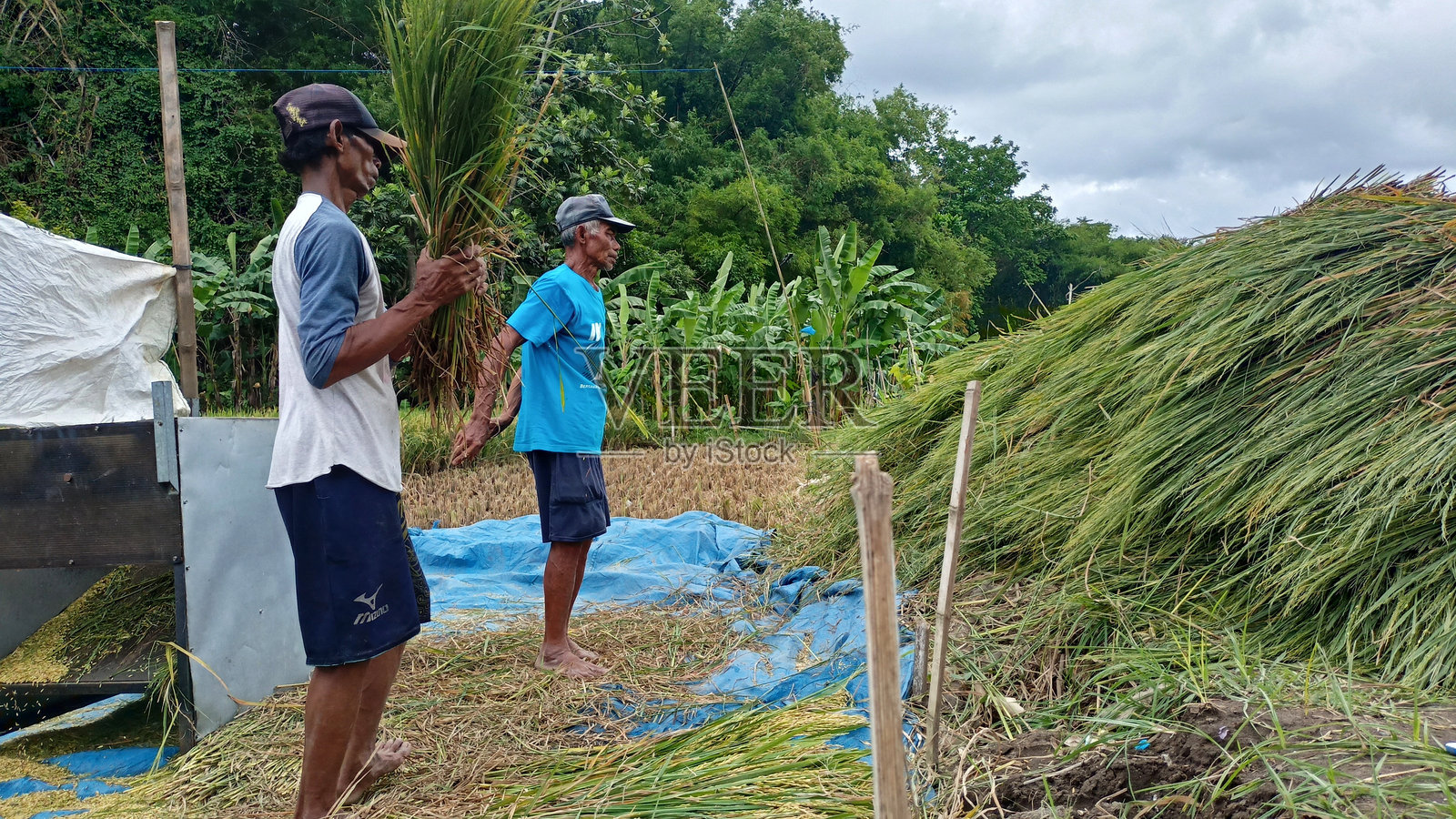 农民正在将稻谷与稻草分开照片摄影图片