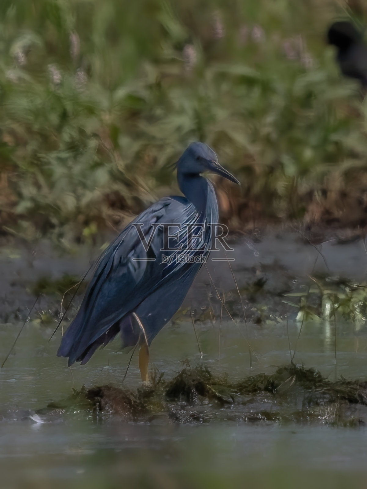 黑鹭捕猎照片摄影图片