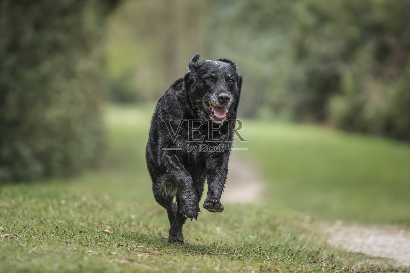 在弗吉尼亚水域的森林小径上奔跑的黑色拉布拉多猎犬，飞奔而起。照片摄影图片