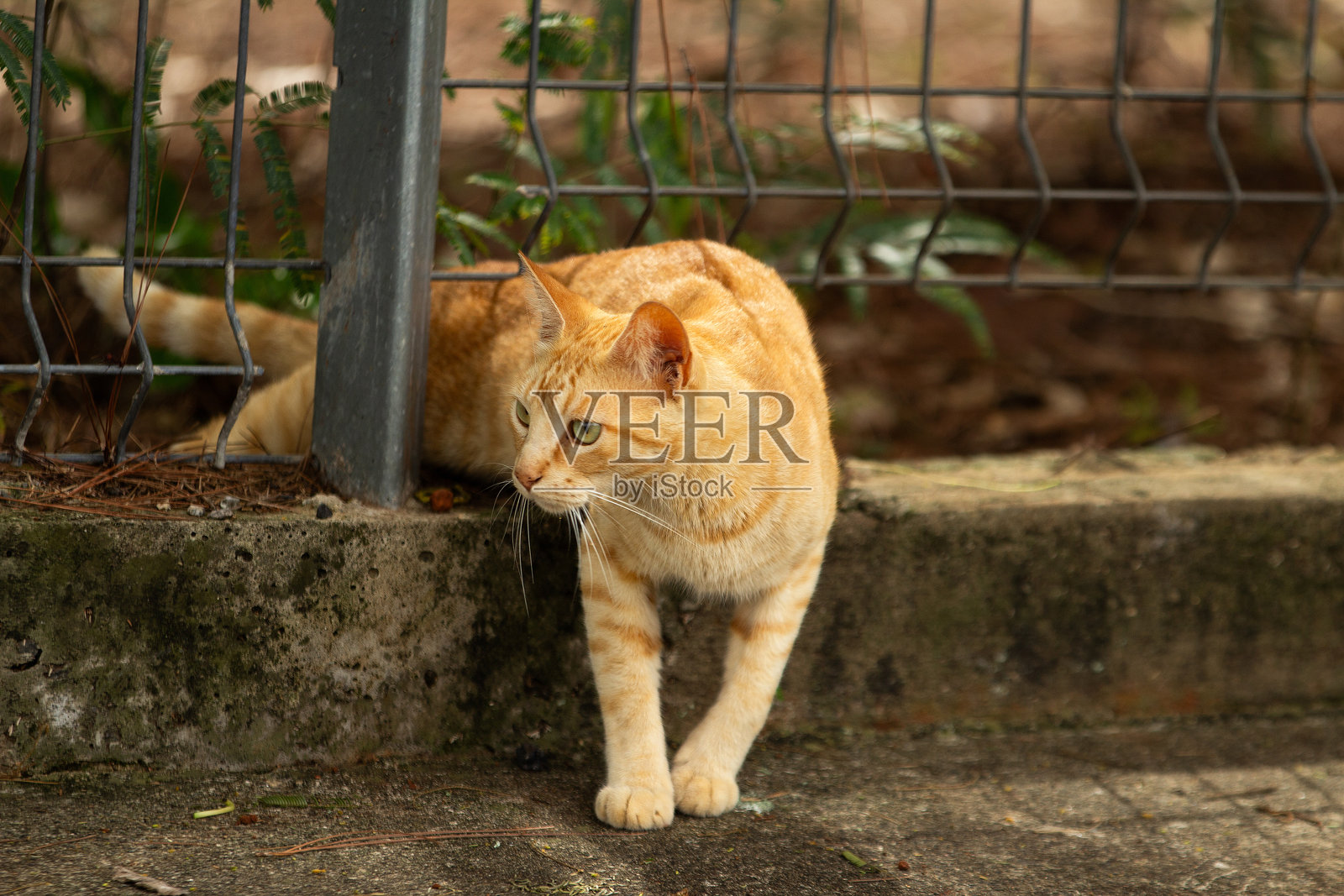 一只姜黄色的猫。照片摄影图片