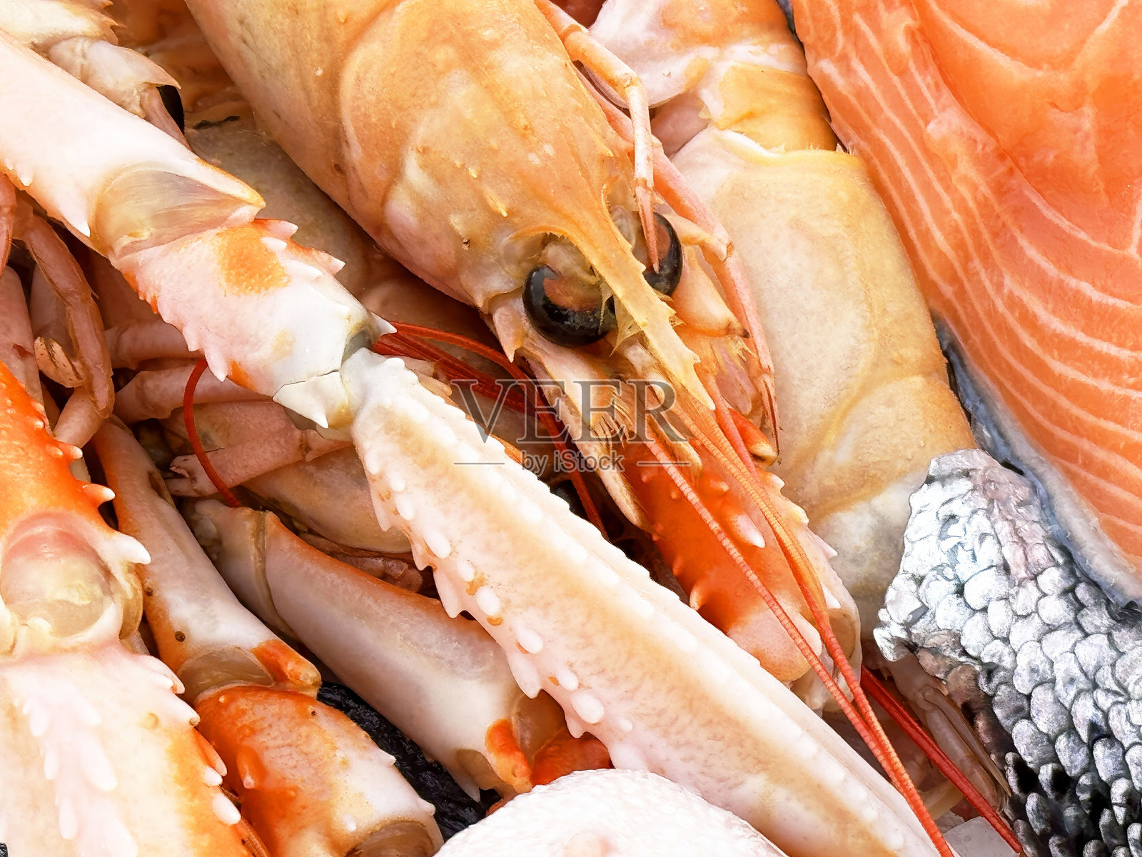 新鲜海鲜拼盘特写：三文鱼、虾和龙虾照片摄影图片