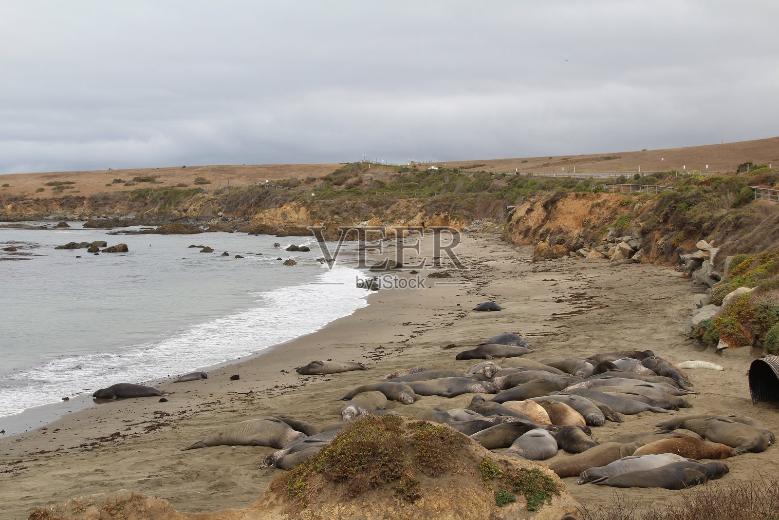海狮在沙滩上睡觉照片摄影图片