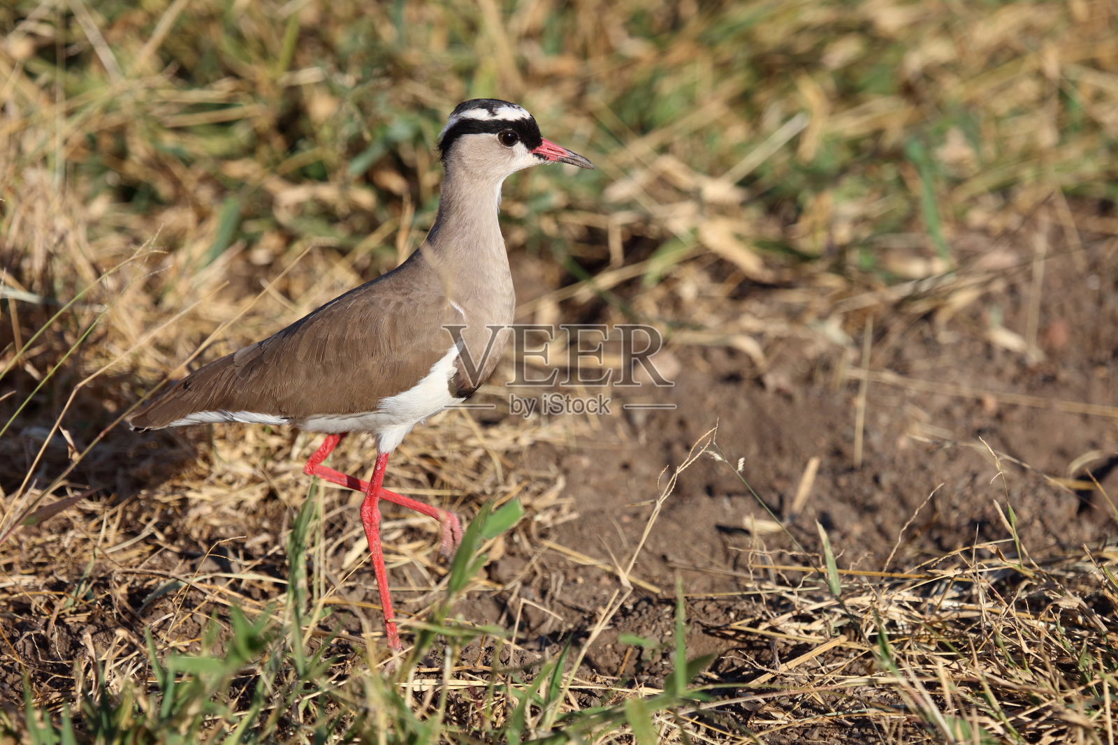 皇冠鸻 / 皇冠鹤 / Vanellus coronatus照片摄影图片