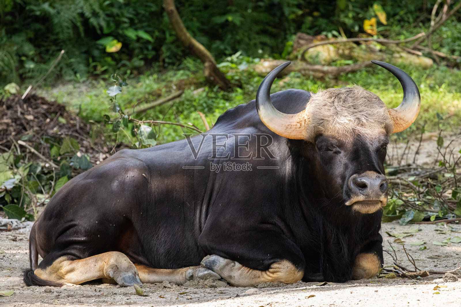 在太平动物园阴凉处休息的大型肌肉型牛照片摄影图片