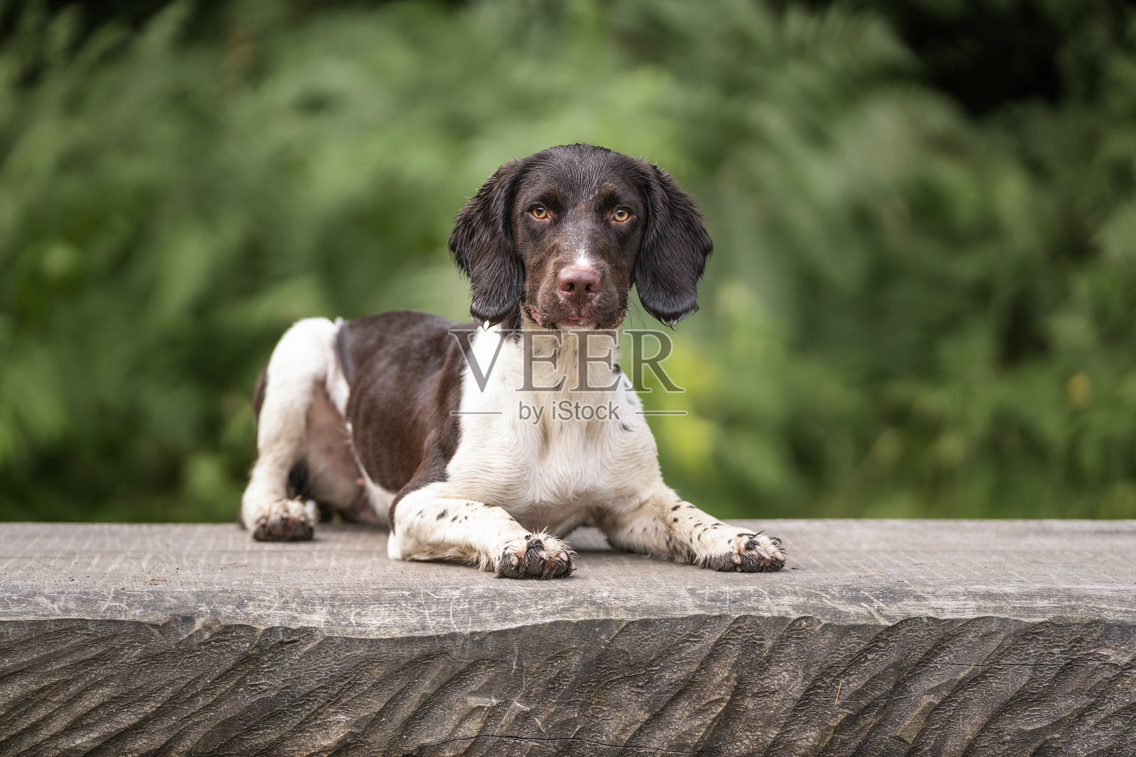 布拉克内尔田野中的斯普林格斯潘尼尔犬照片摄影图片