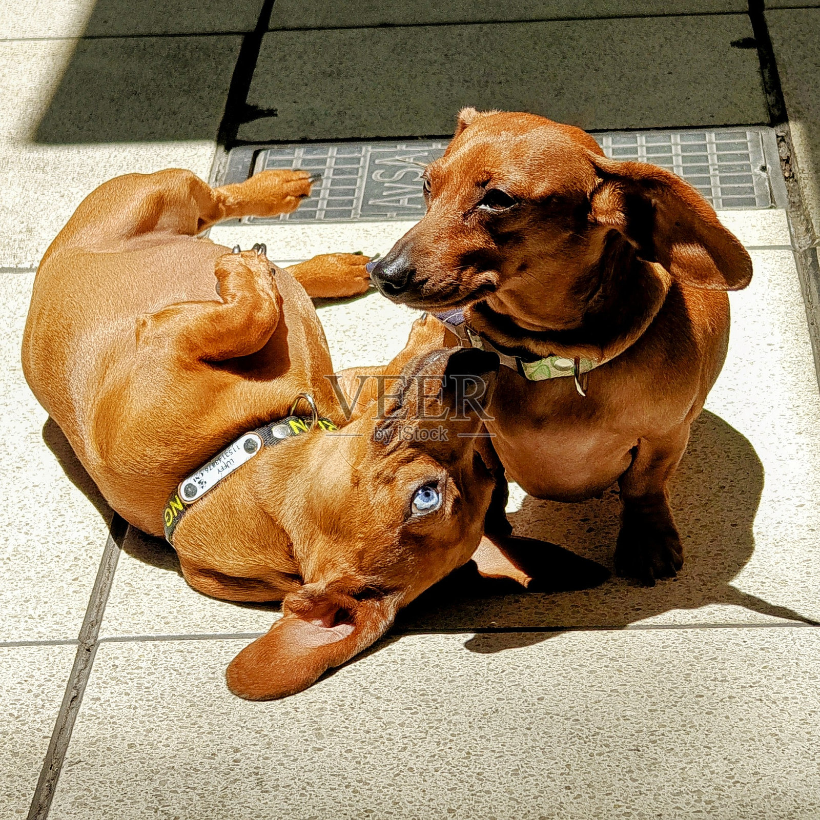 狗在玩耍照片摄影图片