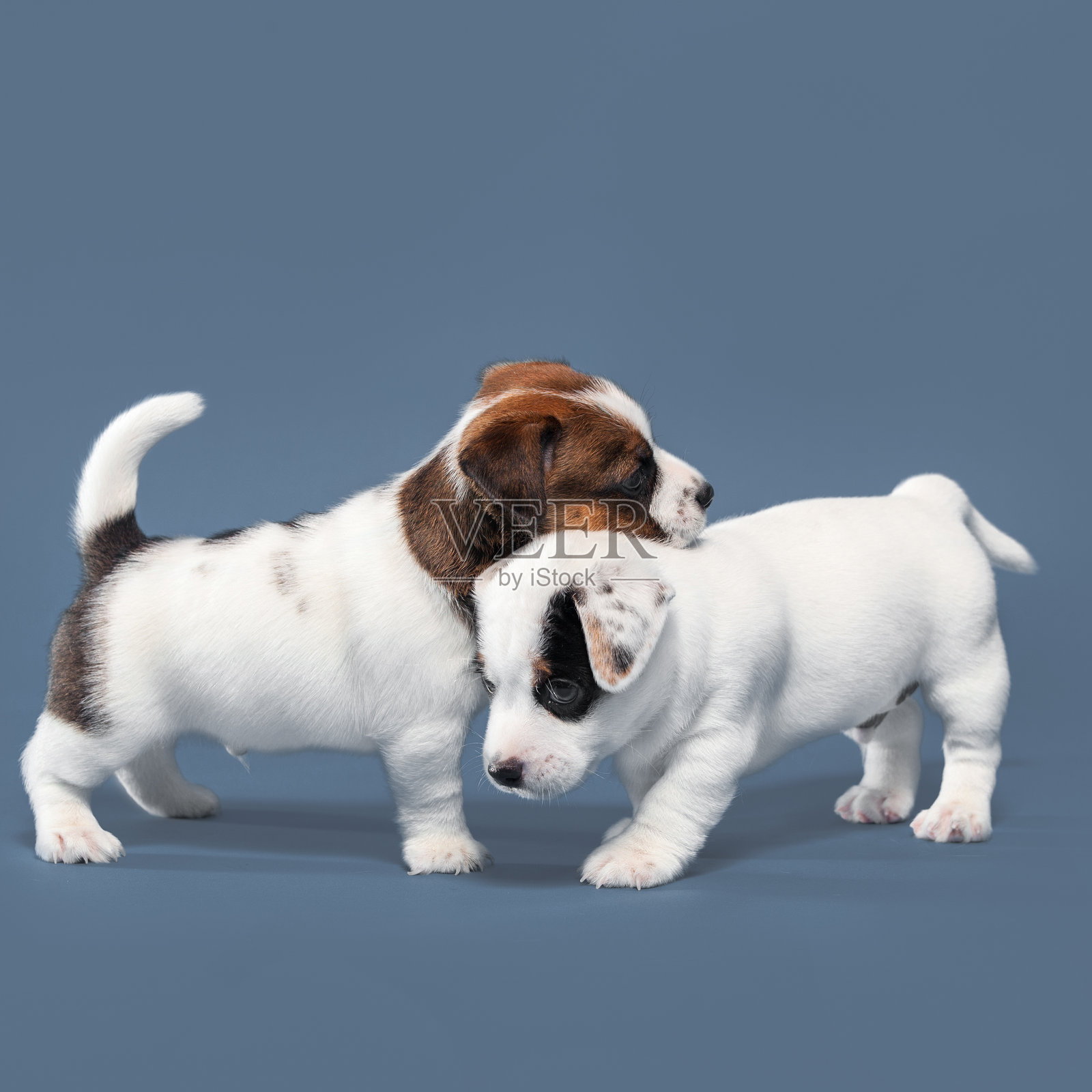 小狗狗照片摄影图片