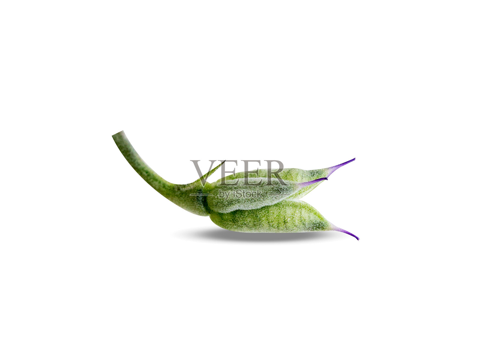 飞燕草的绿色果实照片摄影图片