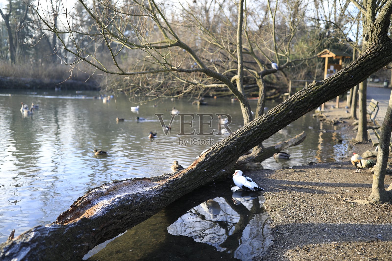 冬季的城市公园照片摄影图片